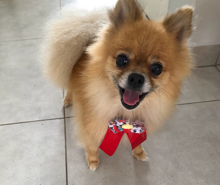 Pet fofo 2