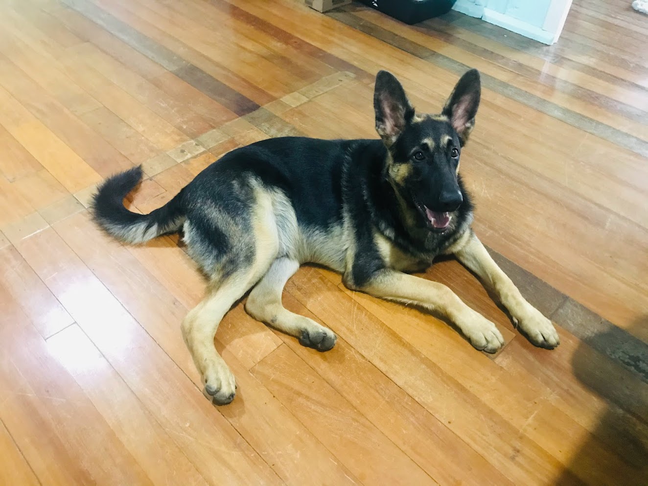 Pet fofo 3